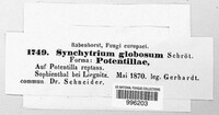 Synchytrium globosum image